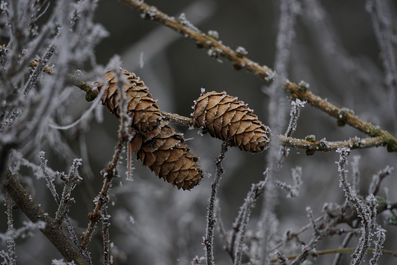 Cônes De Mélèze Branches Givre Du - Photo gratuite sur Pixabay - Pixabay