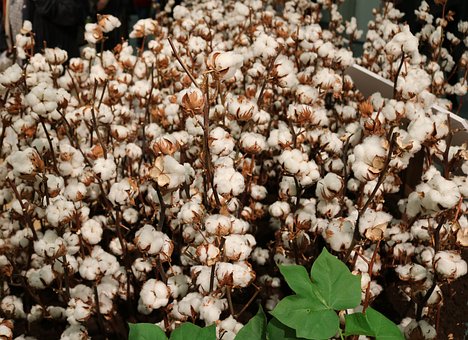 20+ Free Shrub Cotton & Cotton Images - Pixabay