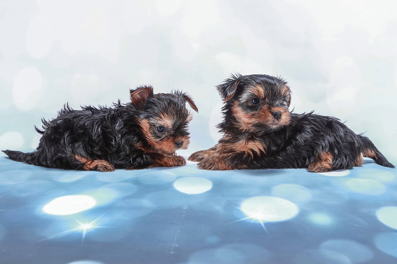 1,000+ Free Килнсее Skały Yorkshire & Yorkshire Terrier Photos Pixabay