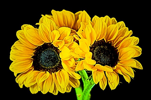 Download free HD stock image of Sunflower Floral Free sunflower floral flower illustration