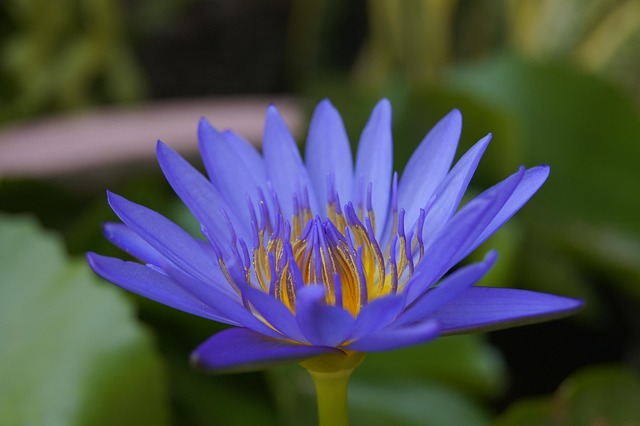 Lotus, วอลล์เปเปอร์ดอกไม้, ธรรมชาติ