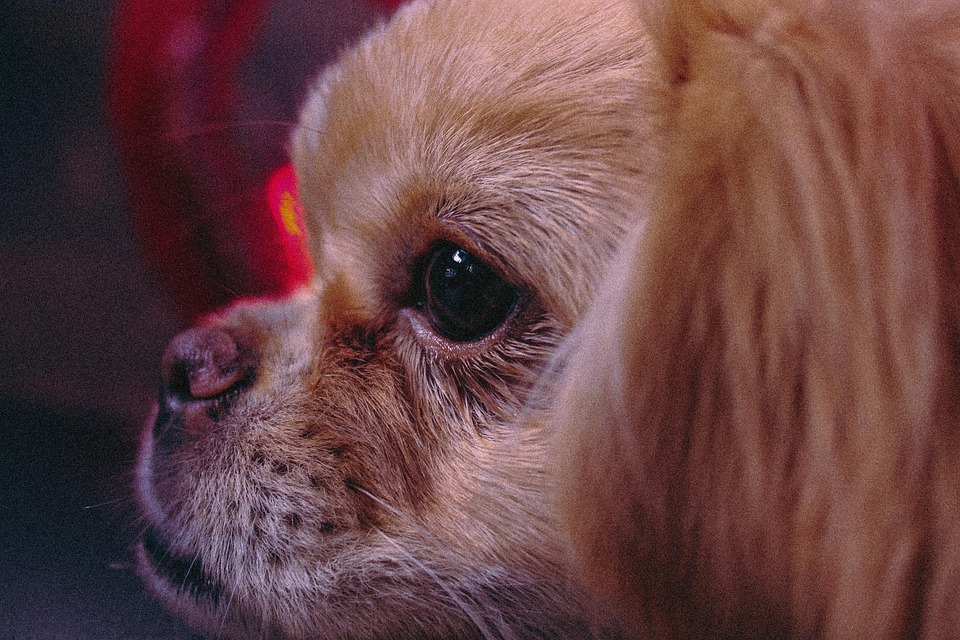犬 のpekingese かわいい Pixabayの無料写真