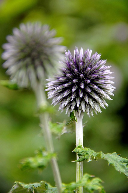 Free Flower Purple photo and picture