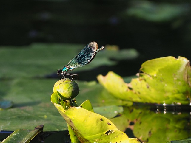Free Dragon-Fly Demoiselle photo and picture