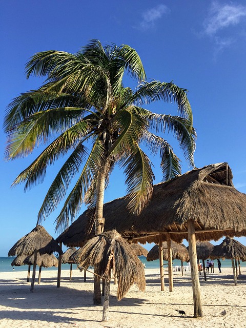Free Beach Palm Trees photo and picture