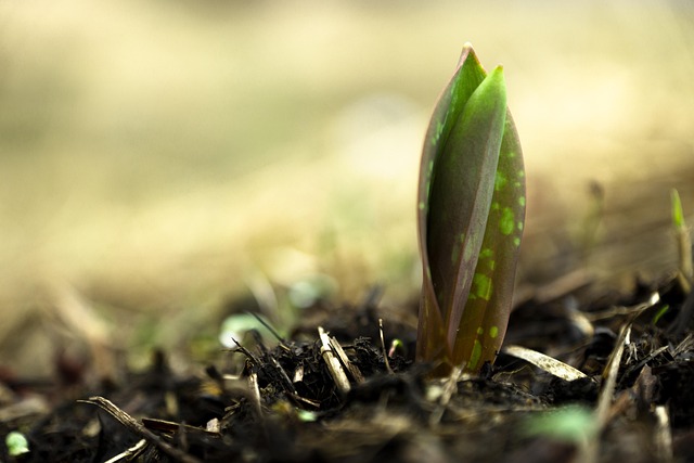 Free Spring Nature photo and picture