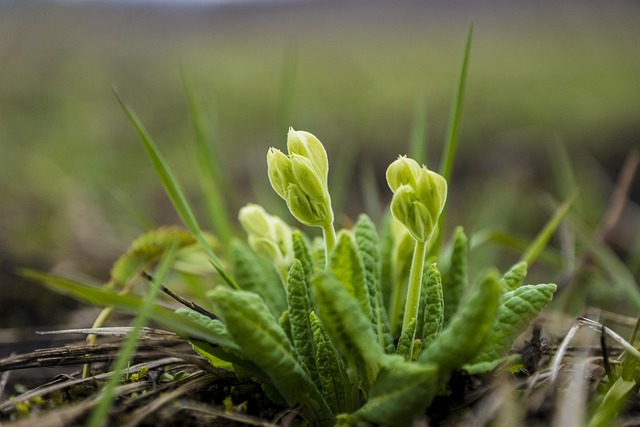 Free Spring Flowers photo and picture