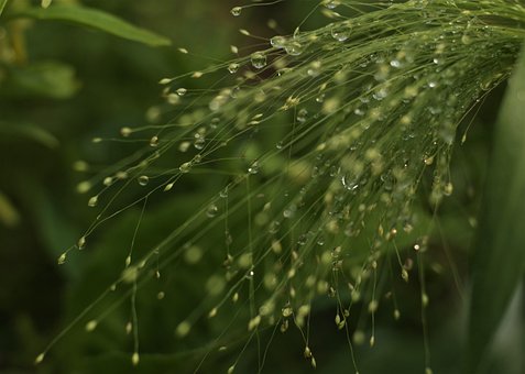 Free Drops Beauty photo and picture