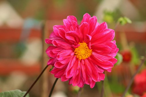 Free Dahlia Flower photo and picture