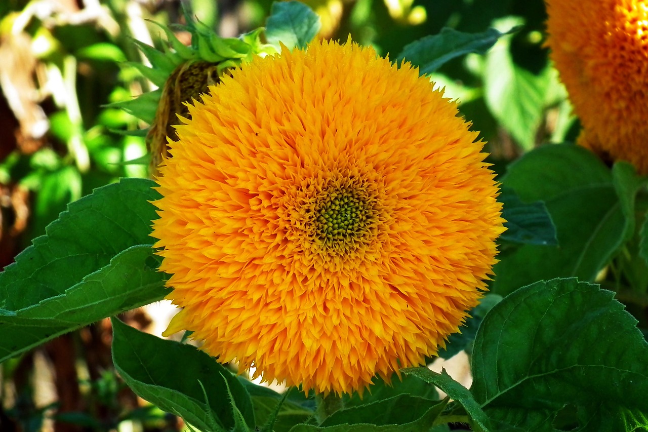向日葵 花 黄色 - Pixabay上的免费照片 - Pixabay