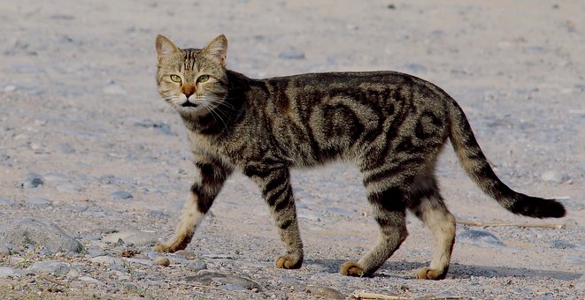 Free Cat Wild photo and picture