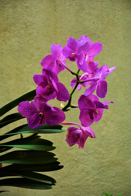 Free Indoor Plant Green Plant photo and picture