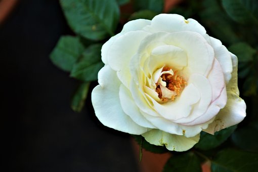 Free Indoor Plant Green Plant photo and picture