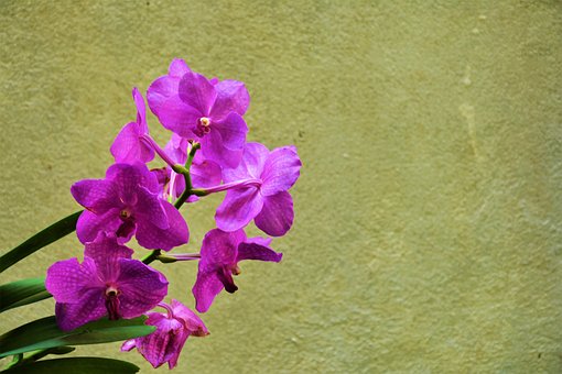 Free Indoor Plant Green Plant photo and picture