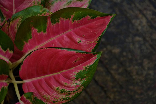 Free Indoor Plant Nature photo and picture