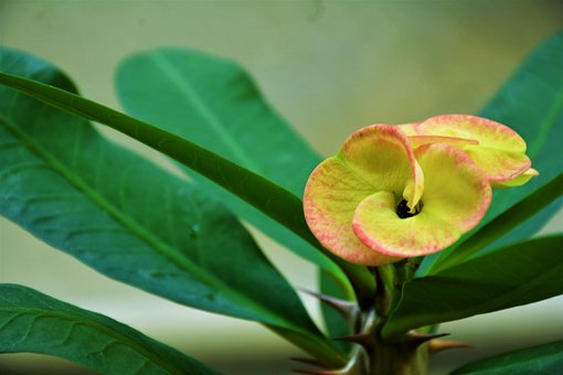 Free Indoor Plant Green Plant photo and picture