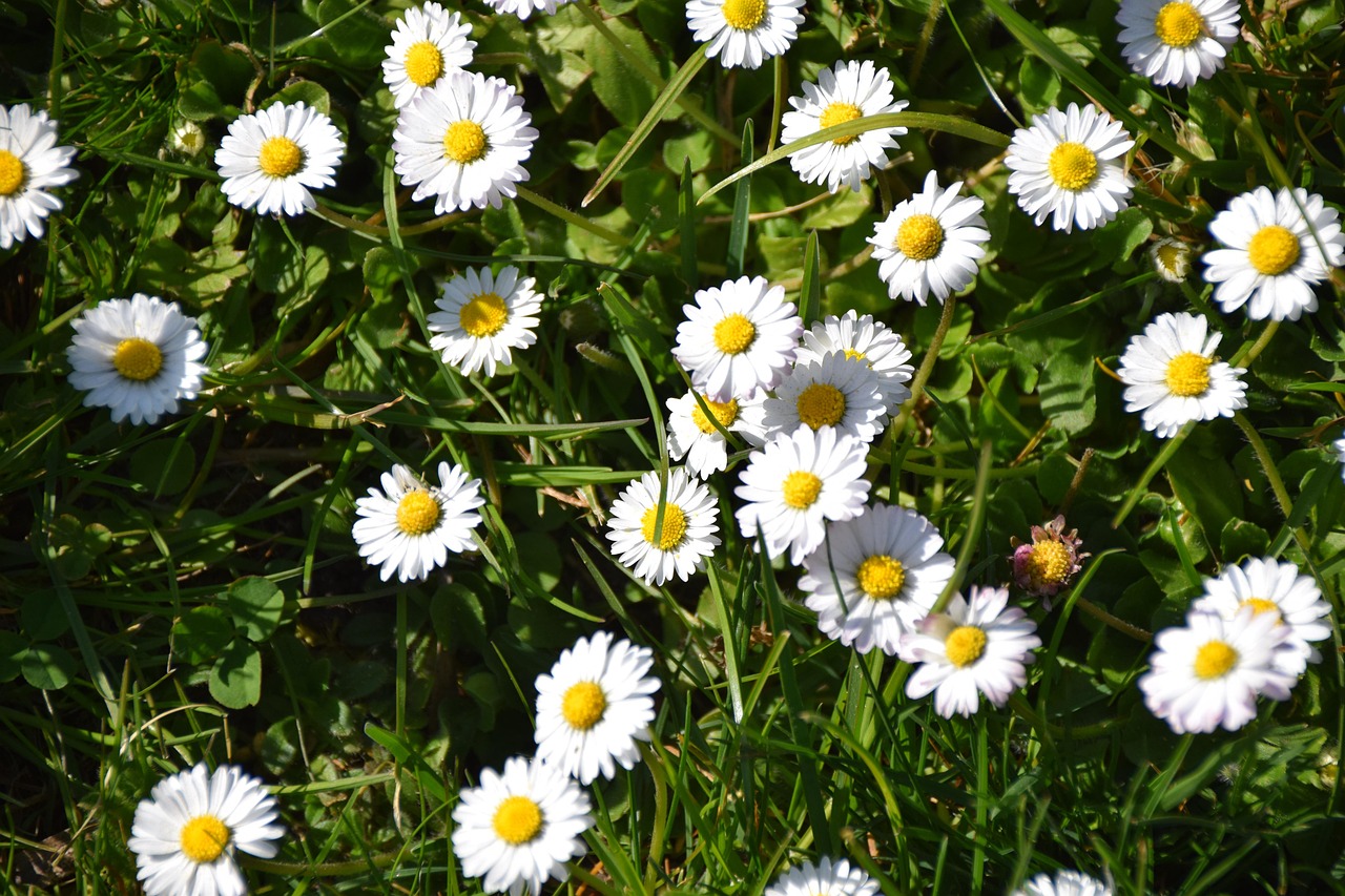 Bunga Padang Rumput - Foto gratis di Pixabay - Pixabay