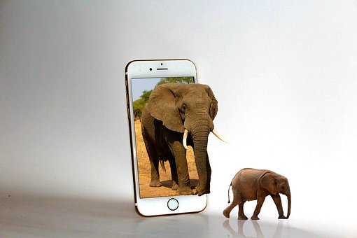 Smartphone, Amor, Telefone, Animal
