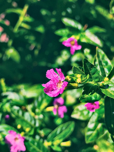 Free Flowers Flower Wallpaper photo and picture