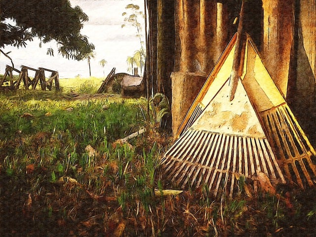 Free afternoon light outdoor tree illustration