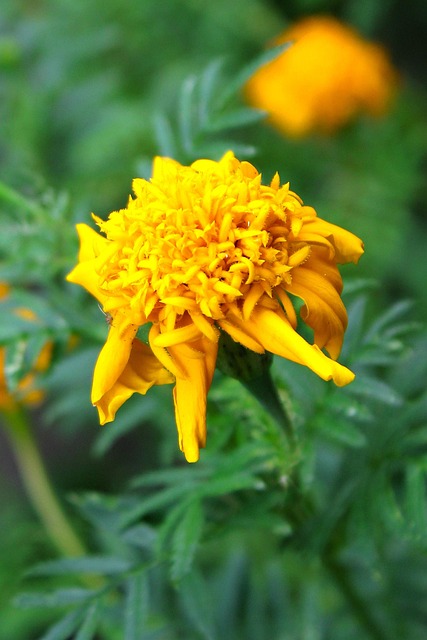 Free Yellow Flower photo and picture