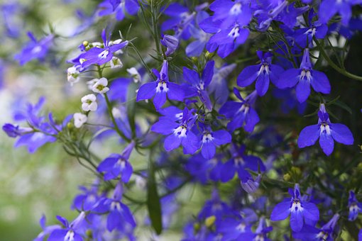Free Flower Annual photo and picture