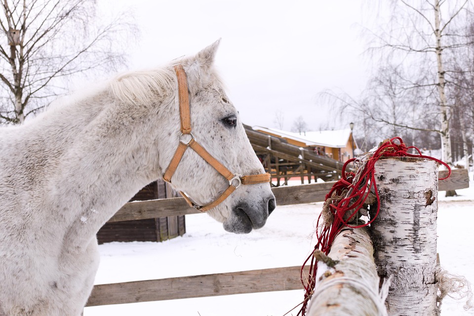 Horse Winter Snow - Free photo on Pixabay - Pixabay
