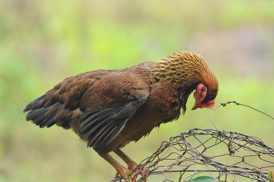 Hewan Ayam Alam Foto Gratis Di Pixabay
