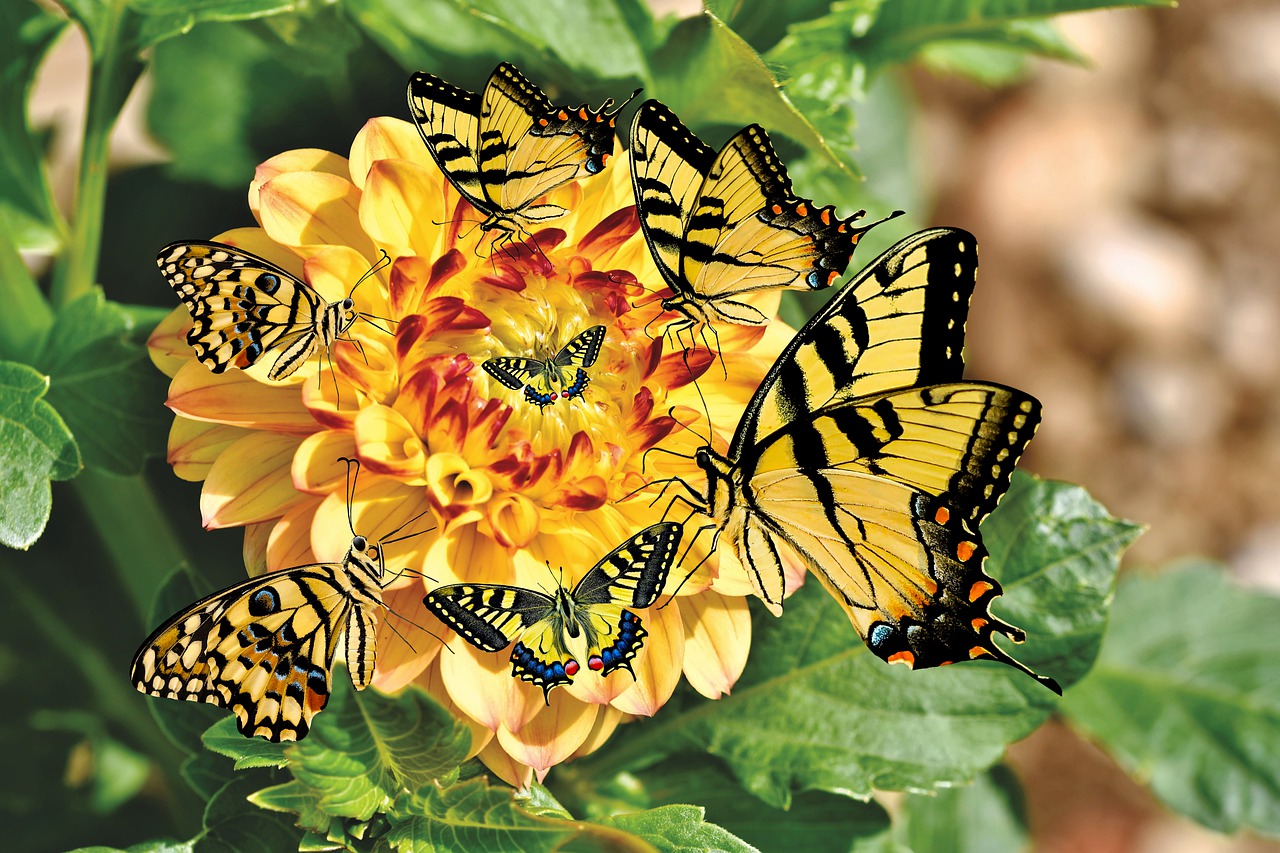 Download Flower, Butterfly, Insects. RoyaltyFree Stock Illustration