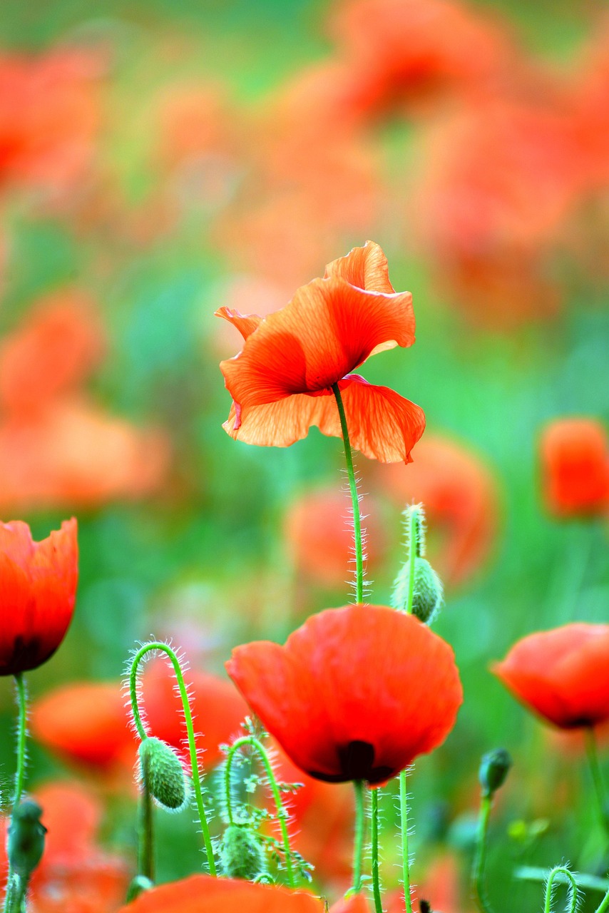 罂粟 虞美人 罂粟田 - Pixabay上的免费照片 - Pixabay
