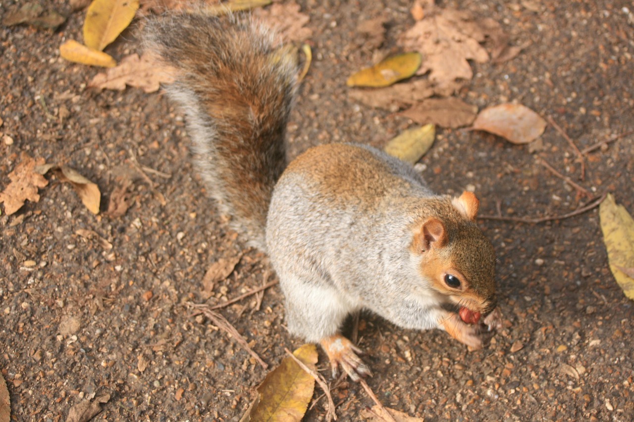Squirrel Hazelnut Fall Free photo on Pixabay Pixabay