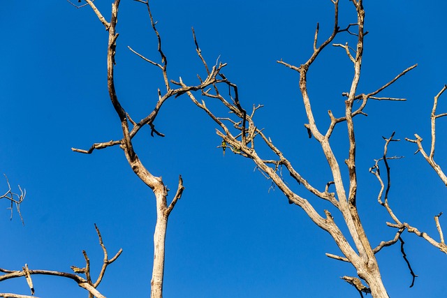 Ranting Langit Biru - Foto gratis di Pixabay - Pixabay