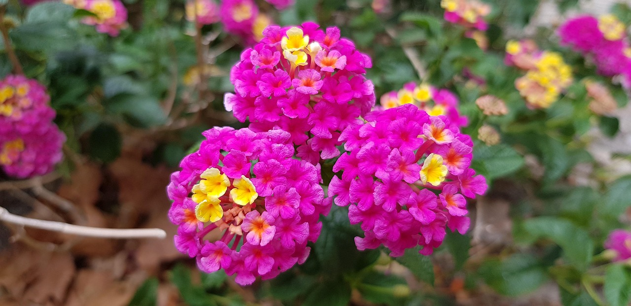Fleur Color Couleurs Fleurs La Nature Le - Photo gratuite sur Pixabay - Pixabay