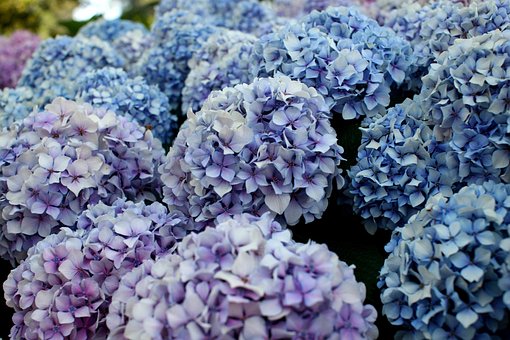 Free Hydrangea Flowers photo and picture