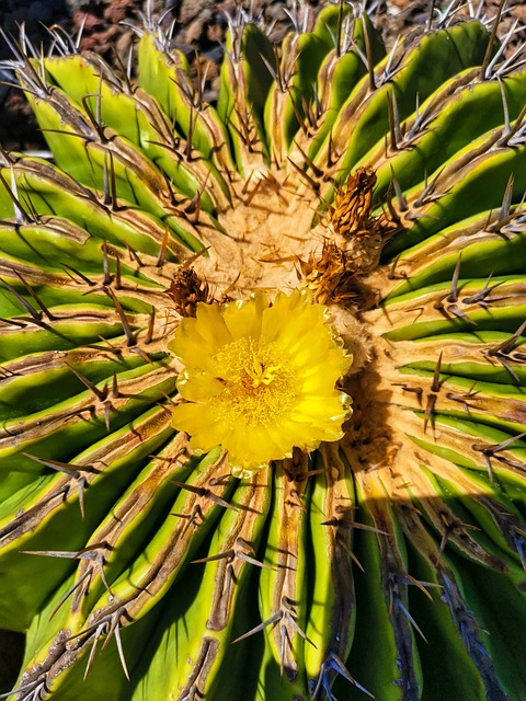 Ferocactus, Ehinokaktus, Cactus, Natuur