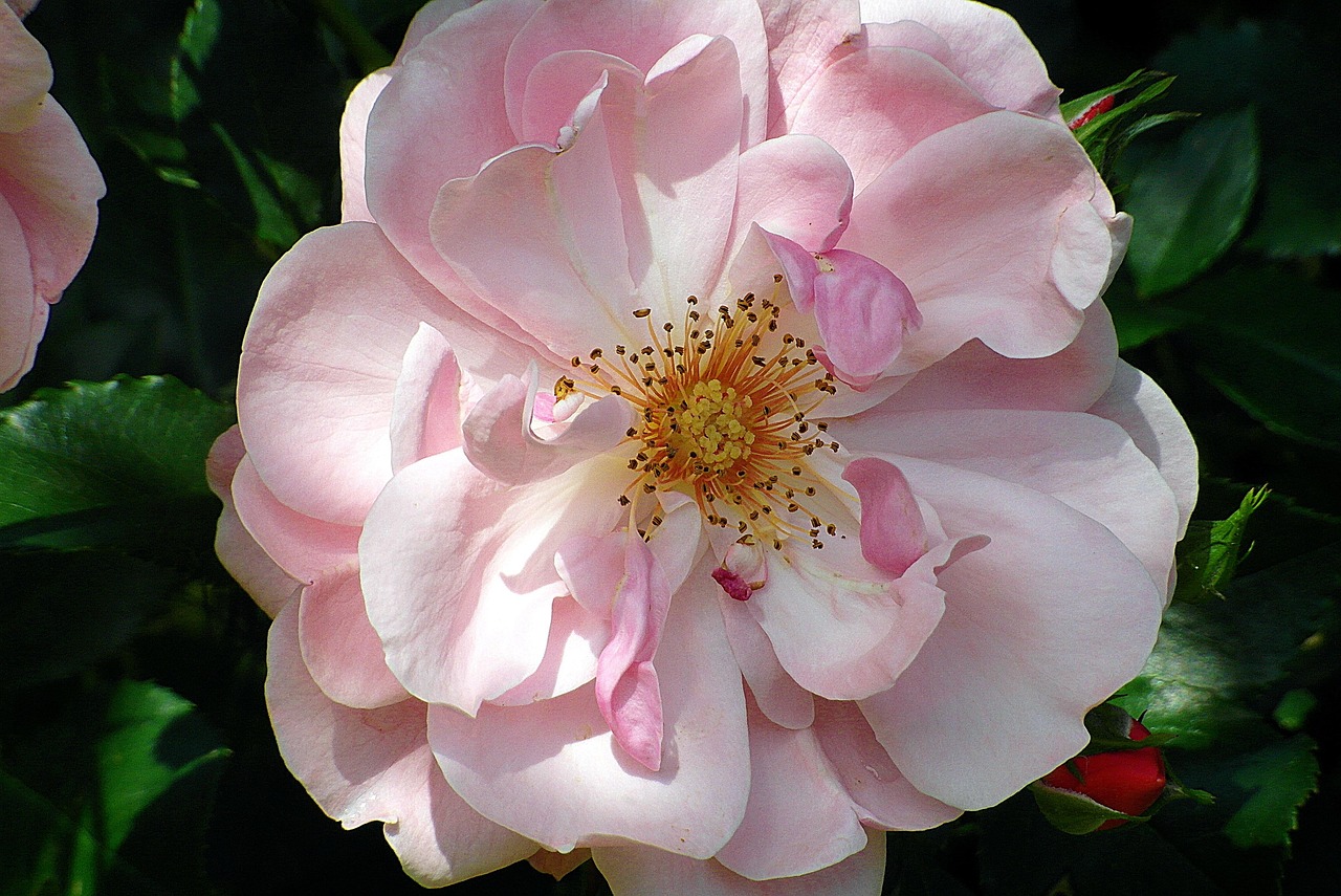 d un rose vif mots fléchés