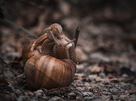 Free Snails Love photo and picture