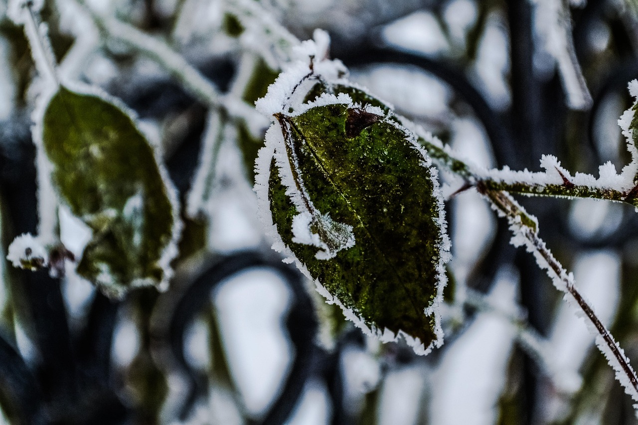 Cold Rose Green Free photo on Pixabay Pixabay