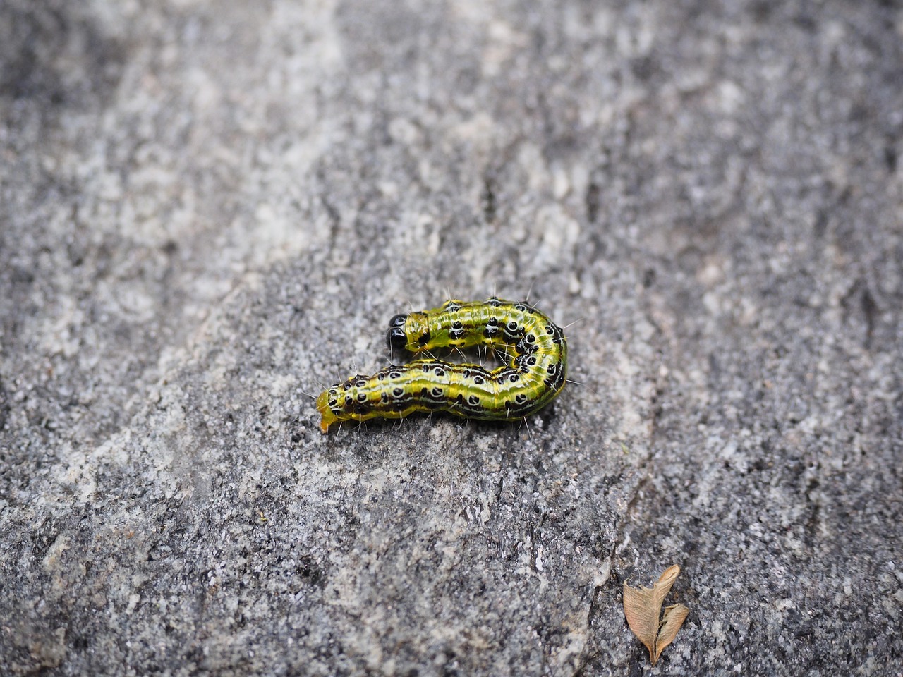 moth, caterpillar, boxwood moth, cydalima perspectalis, east asian small butterfly, crambidae, cydalima perspectalis, cydalima perspectalis, cydalima perspectalis, cydalima perspectalis, cydalima perspectalis, crambidae