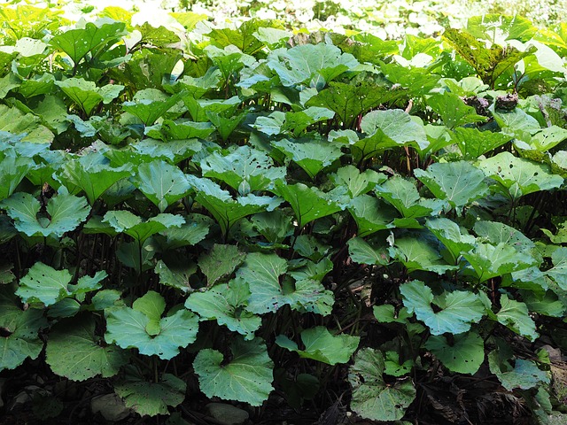 30+ Free Butterbur & Nature Images - Pixabay