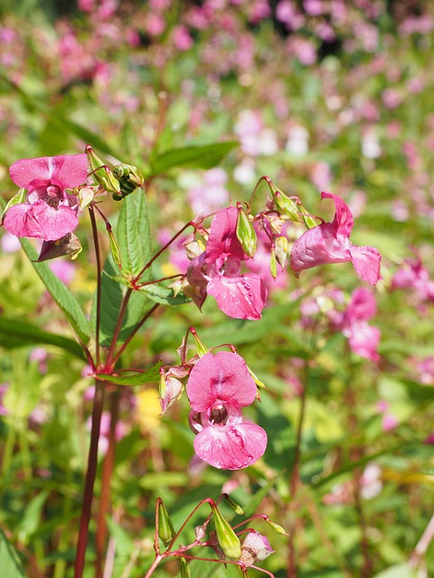 Samen, Springkraut, Drüsige Springkraut