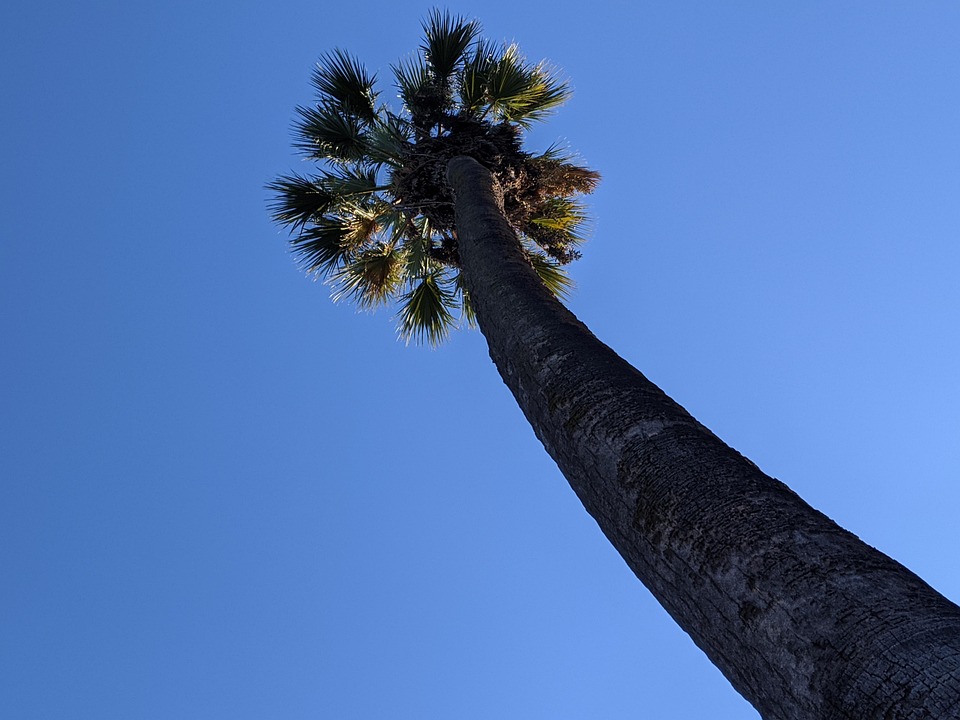 Palm Tree Sacramento Capitol Park Free photo on Pixabay Pixabay