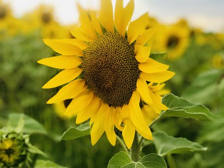 Zomer, Zonnebloem, Mooie Bloemen, Bloom