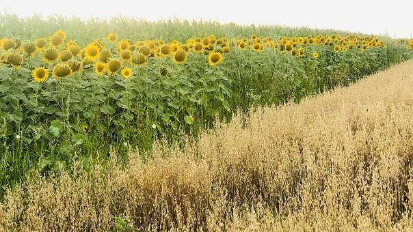 Zonnebloemen, Bloem Achtergrond, Zomer