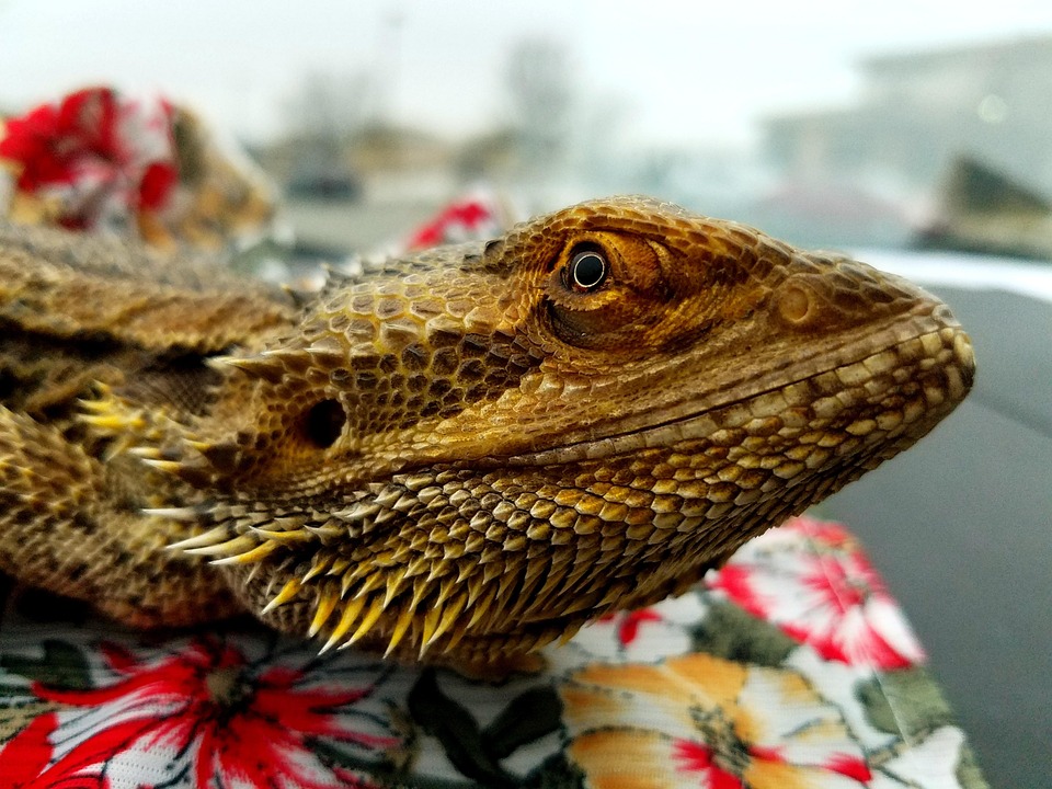 髭があるドラゴン 爬虫類 トカゲ Pixabayの無料写真