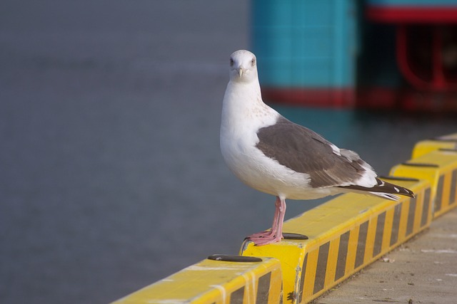 Free Seagull Sea photo and picture