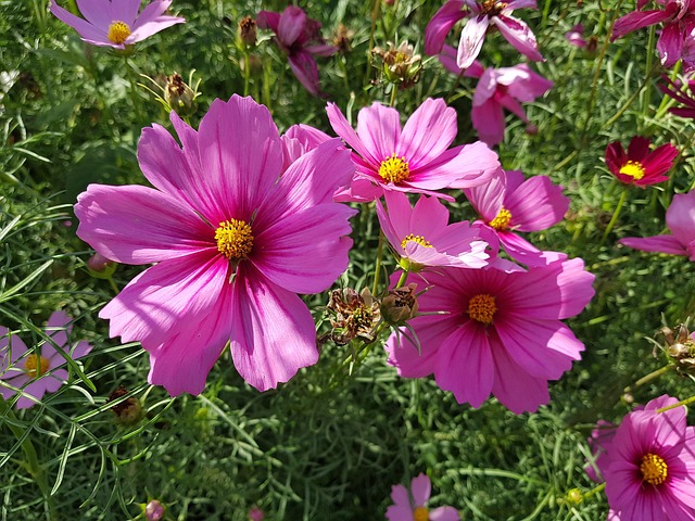 Free Cosmos Flower photo and picture
