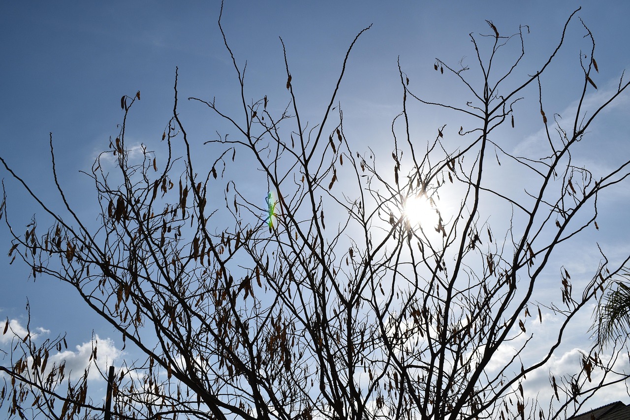 Branches Arbre Brindilles Photo Gratuite Sur Pixabay Pixabay branches-arbre-brindilles-photo-gratuite-sur-pixabay-pixabay