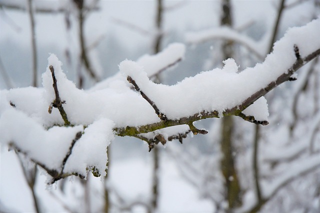 Schnee, Wald, Kalt, Schneeflocken, Baum