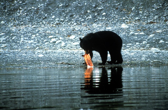 Schwarzbär, Lachs, Alaska, Schwarzbär